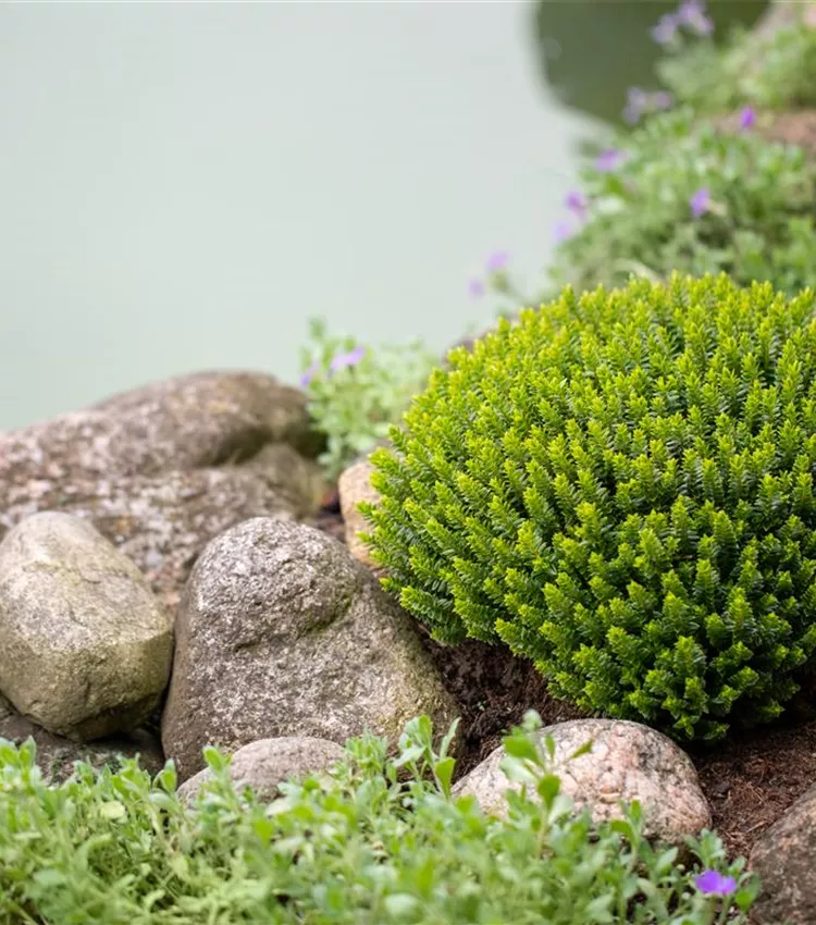 Buchsblättrige Strauchveronika Buchsblättrige Strauchveronika
