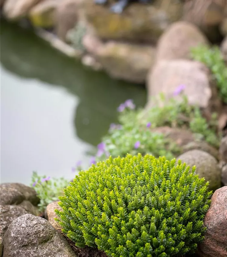 Buchsblättrige Strauchveronika Buchsblättrige Strauchveronika