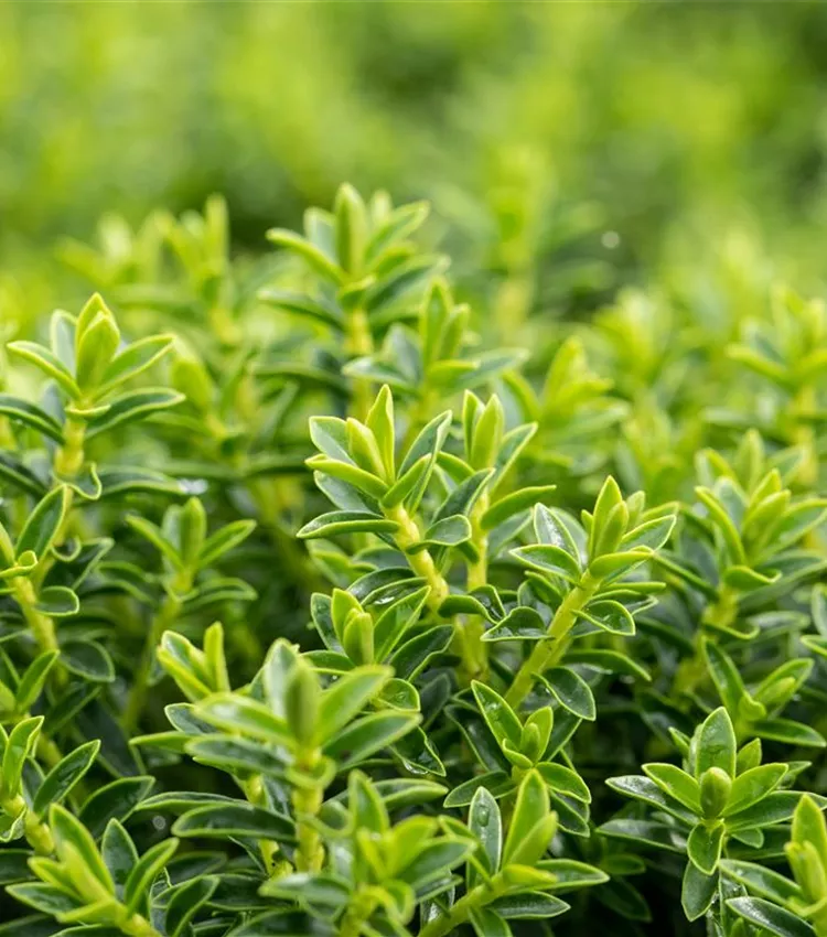 Buchsblättrige Strauchveronika Buchsblättrige Strauchveronika