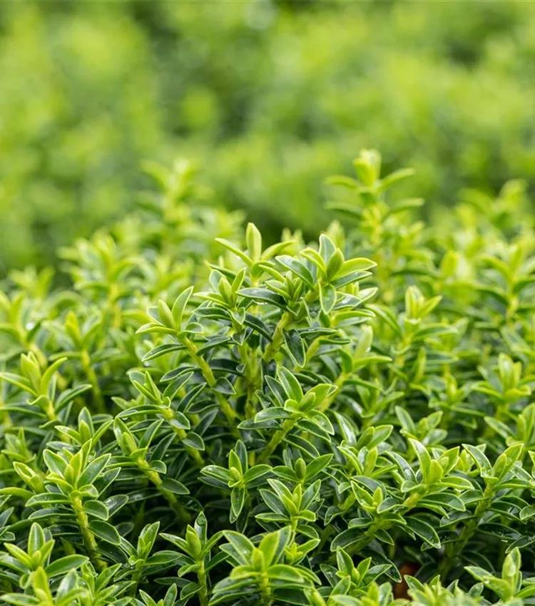 Buchsblättrige Strauchveronika Buchsblättrige Strauchveronika