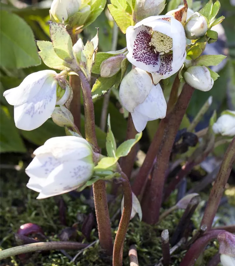 Orientalische Nieswurz 'Spring Promise Sandra'