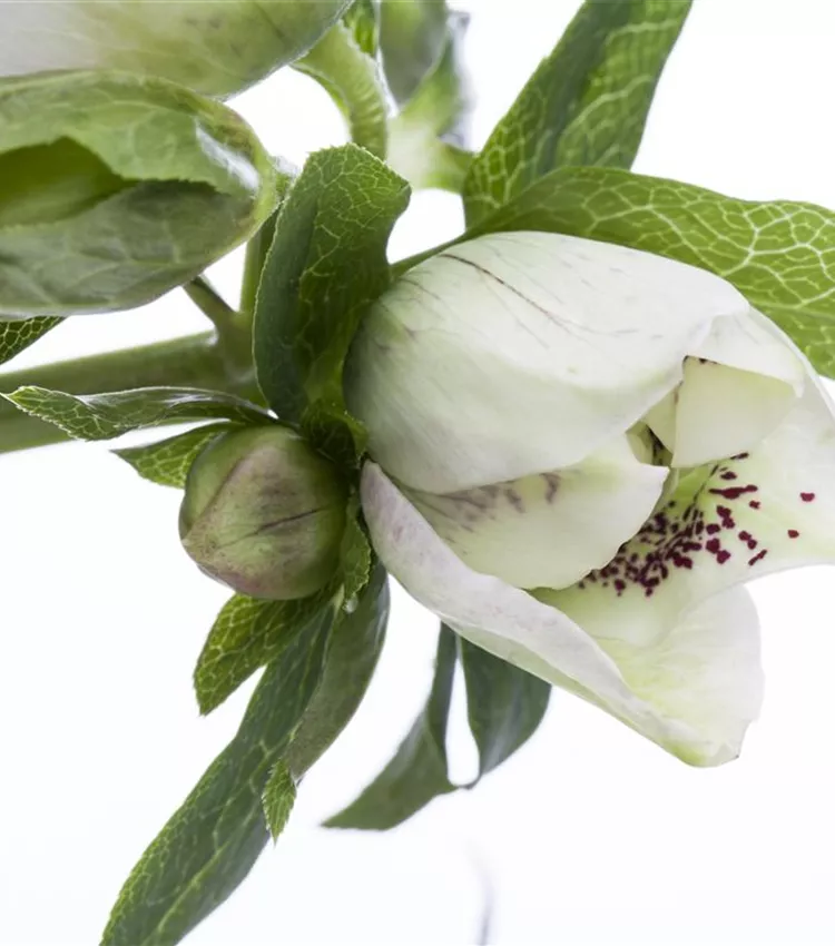 Orientalische Nieswurz 'Spring Promise Sandra'