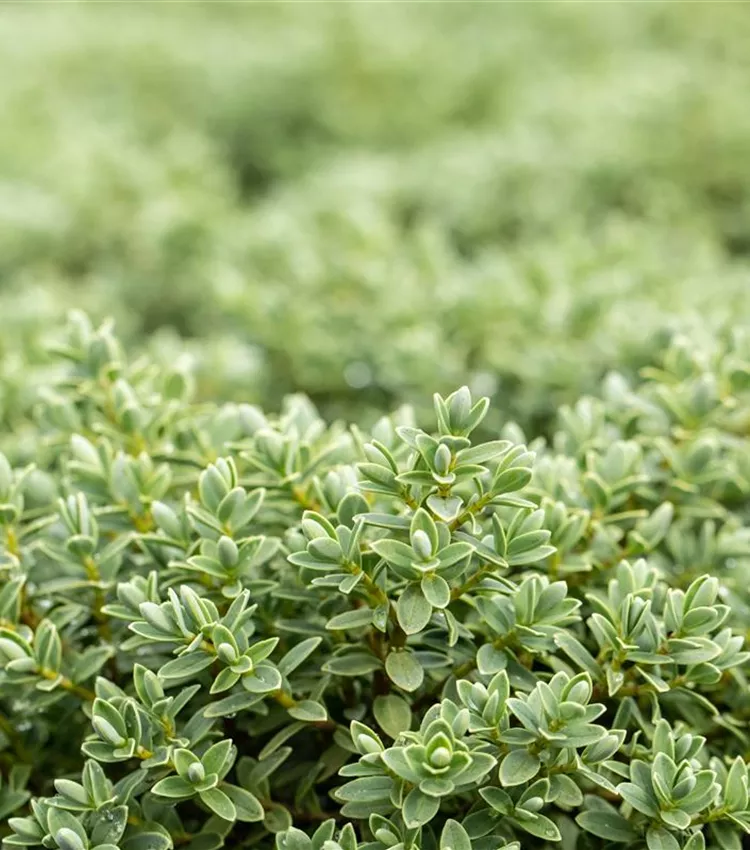 Strauchveronika topiaria Strauchveronika topiaria