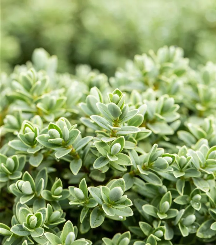 Strauchveronika topiaria Strauchveronika topiaria