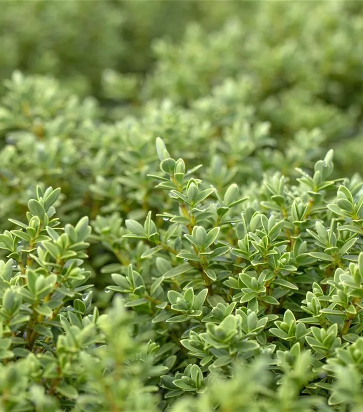 Strauchveronika topiaria Strauchveronika topiaria