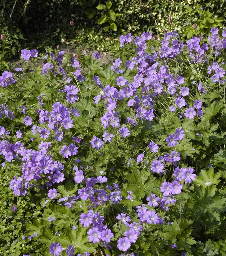 Géranium 'Sirak'