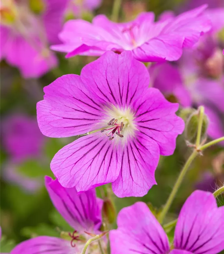 Géranium 'Sirak'