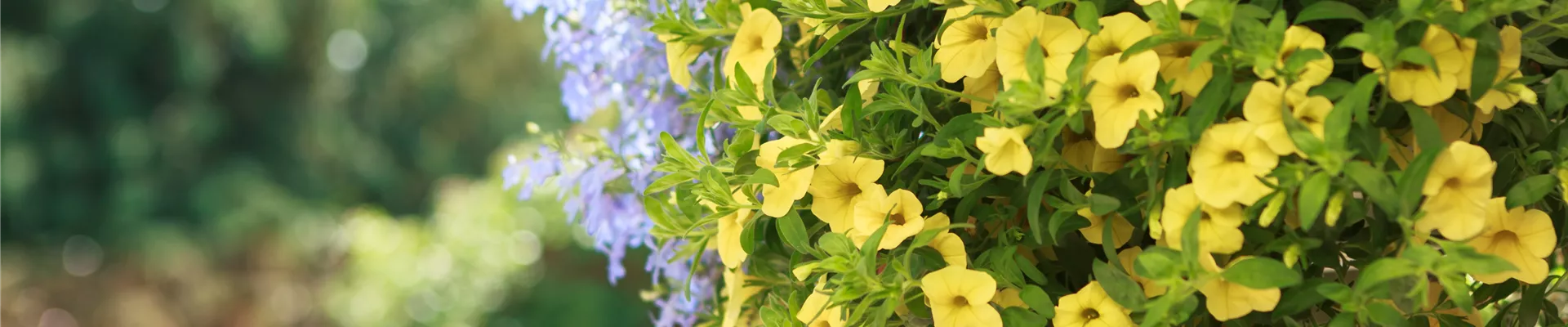 GS535181.jpg GS535181.jpg