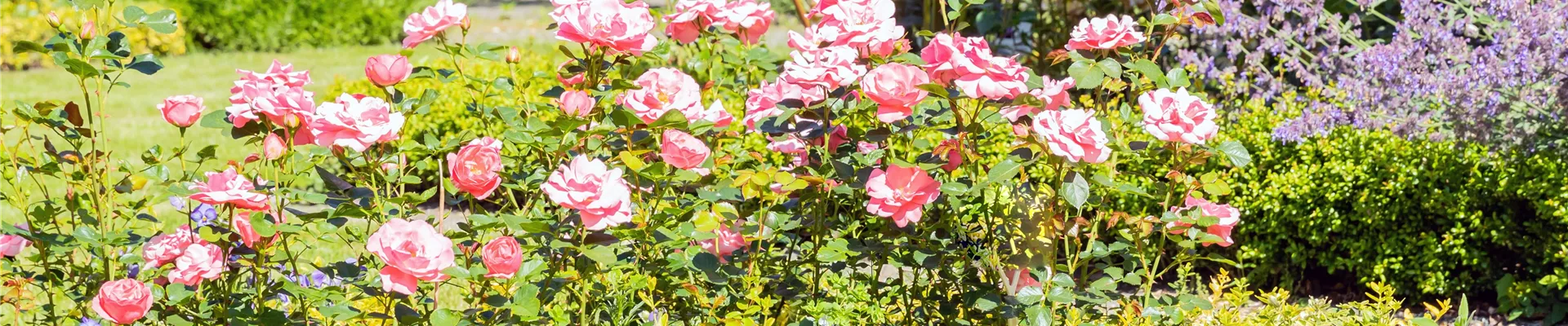 GS666838-814-1139-4318-2879.jpg GS666838-814-1139-4318-2879.jpg