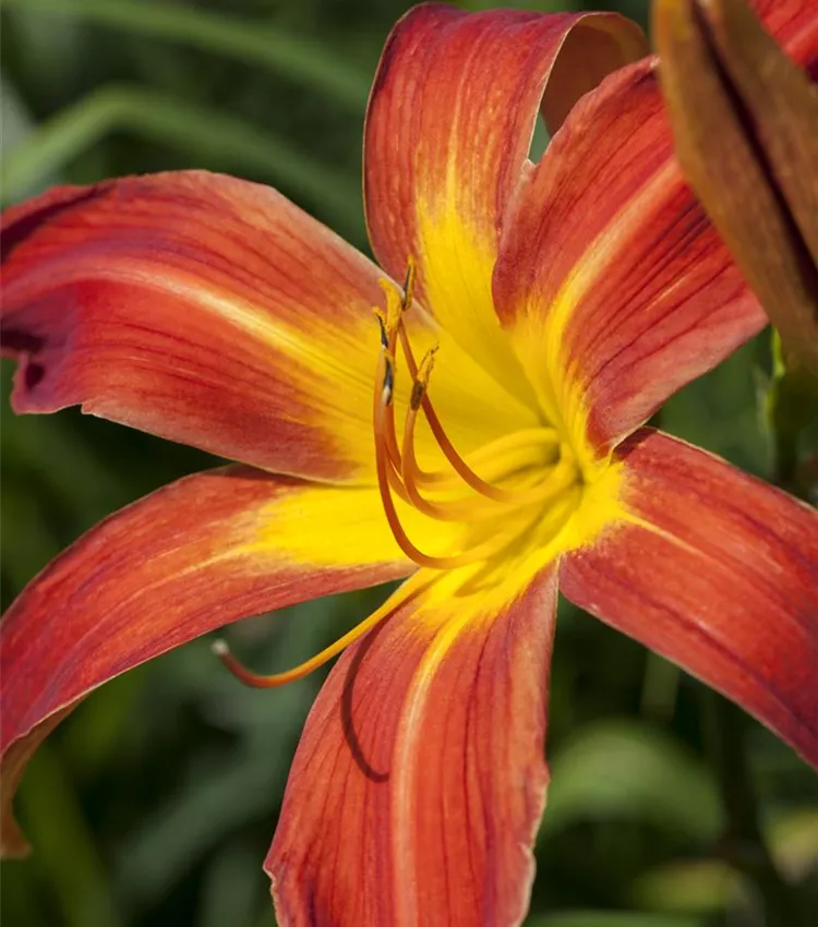 Garten-Taglilie 'Autumniale Red'