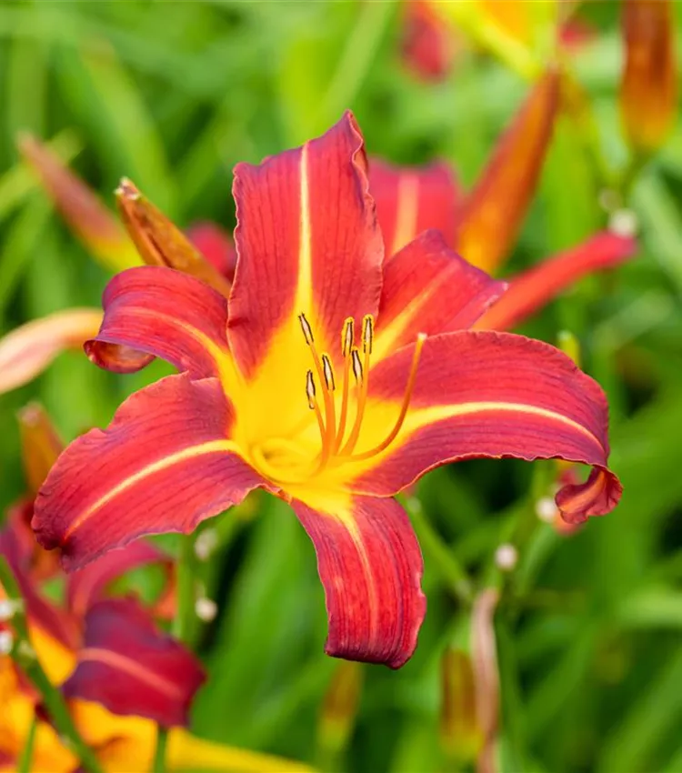 Garten-Taglilie 'Autumniale Red'