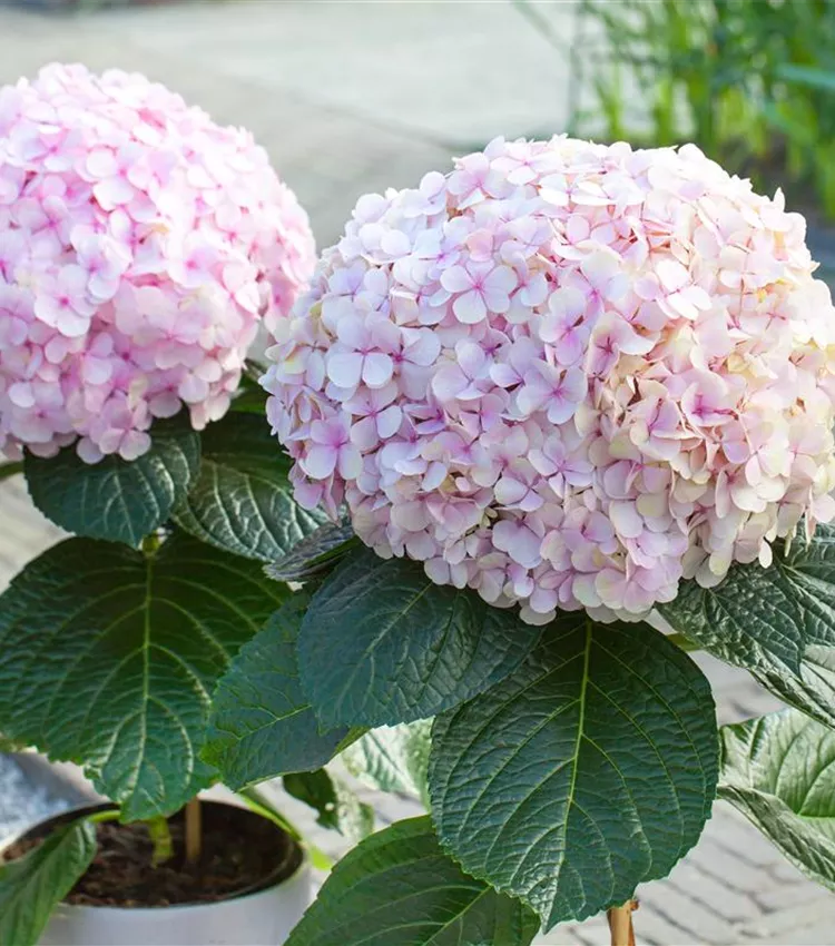 Hydrangea macrophylla 'Avantgarde', Hortensie 'Avantgarde' | RICOTER  Erdaufbereitung AG