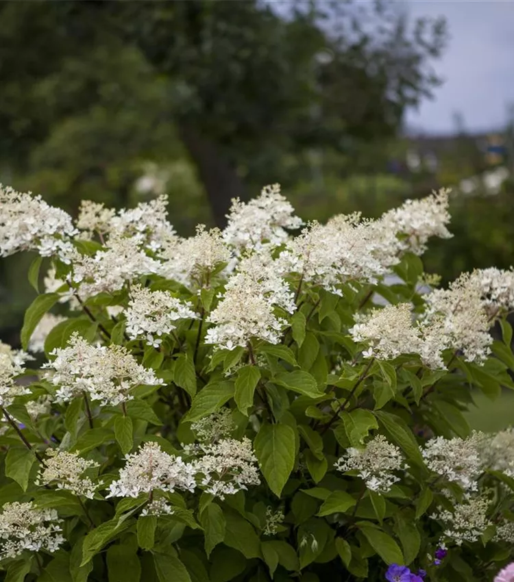 Hortensia paniculé