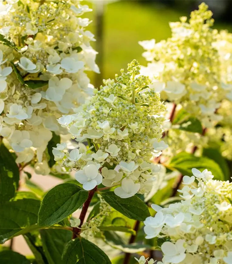 Hortensia paniculé
