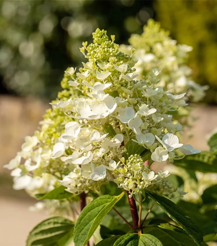 Hortensia paniculé