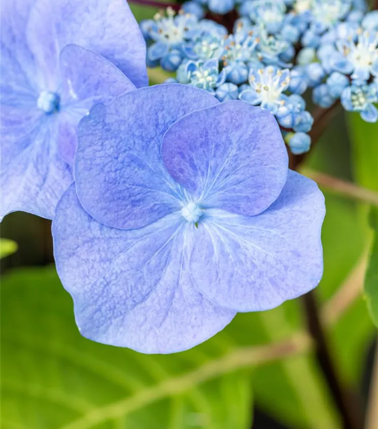 Hydrangea macrophylla 'Black Steel® Zorro', Hortensia 'Black Steel