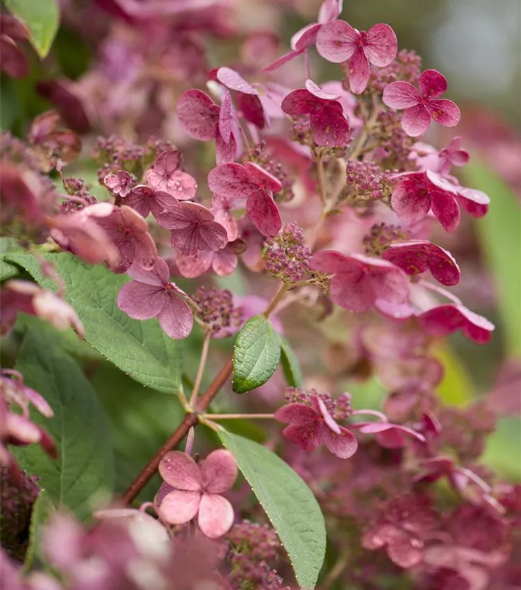 Hortensia paniculé 'Early Sensation'