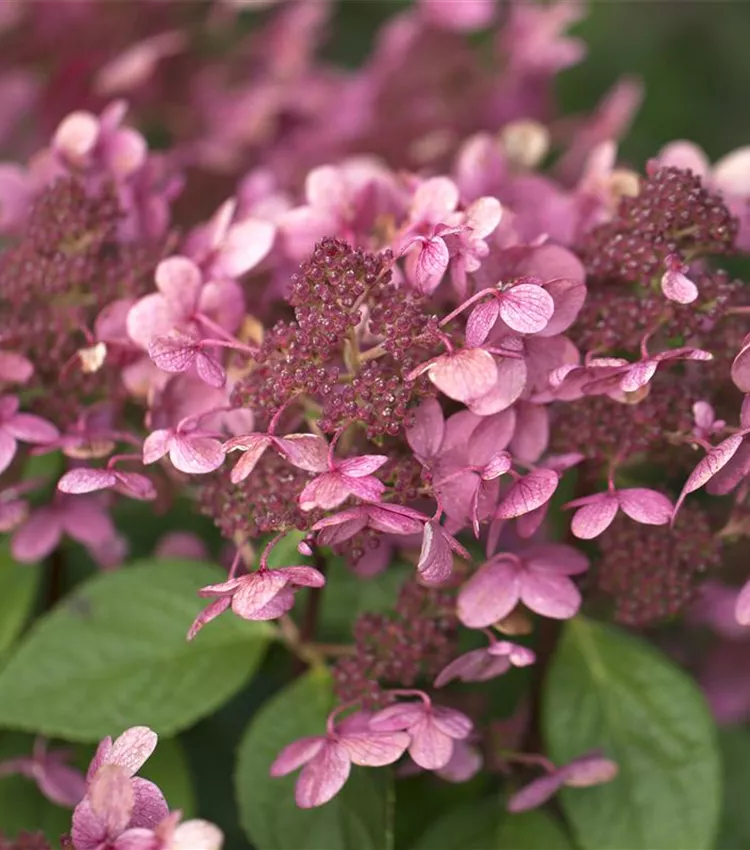 Hortensia paniculé 'Early Sensation'