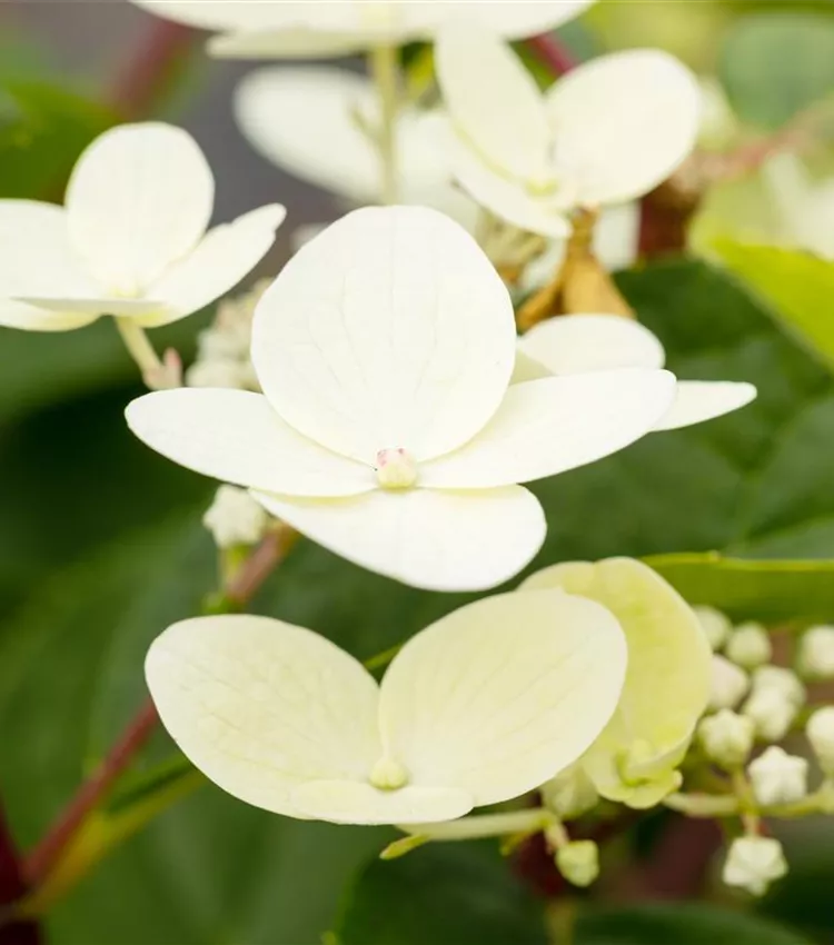 Hortensia paniculé 'Early Sensation'