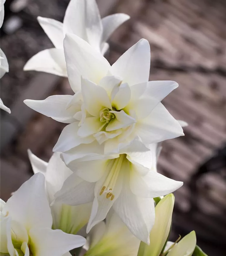Hippeastrum 'Jewel', Ritterstern 'Jewel' | RICOTER Erdaufbereitung AG