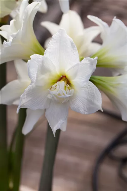 Hippeastrum 'Jewel', Ritterstern 'Jewel' | RICOTER Erdaufbereitung AG