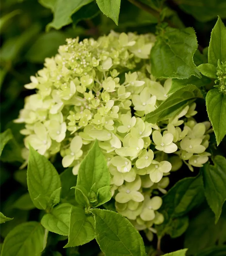 Hydrangéa paniculé 'Little Lime'