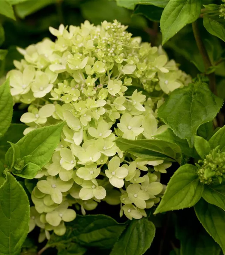 Hydrangéa paniculé 'Little Lime'
