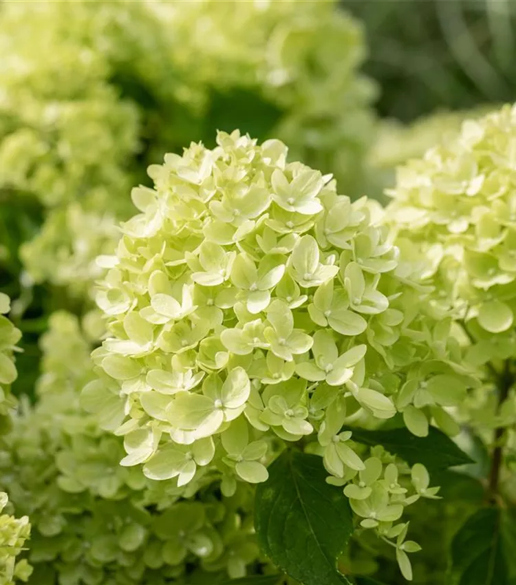 Hydrangéa paniculé 'Little Lime'
