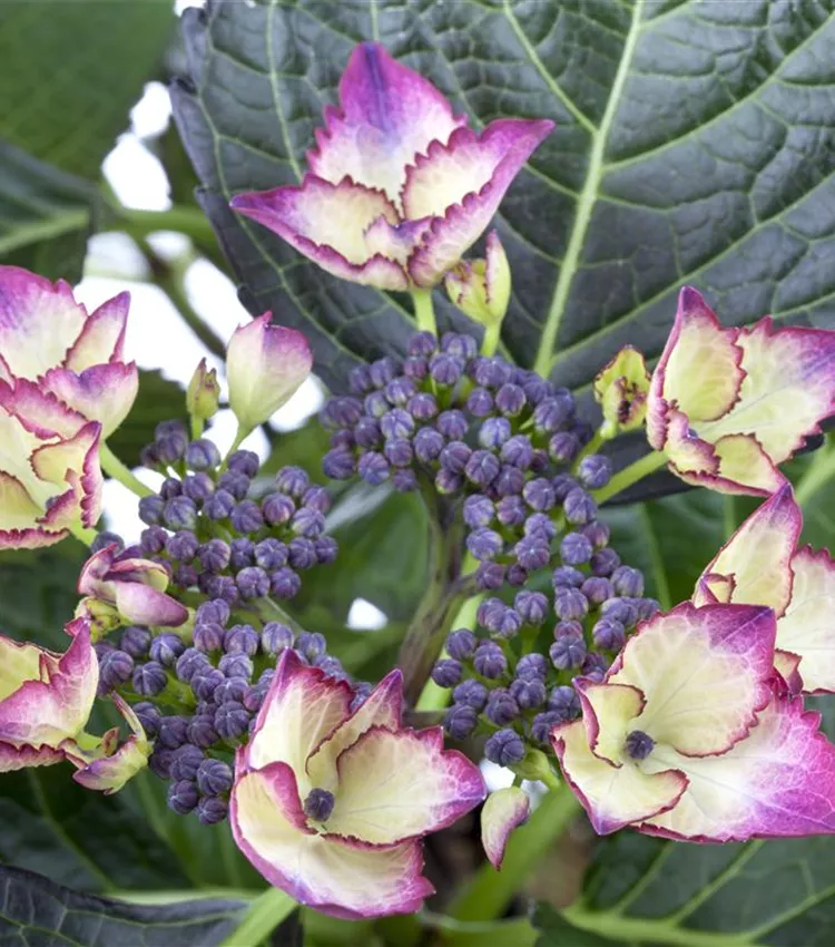 Hortensia à grandes feuilles 'Dark Angel'