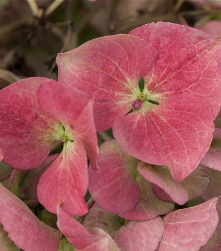 Hortensia à grandes feuilles 'Dark Angel'