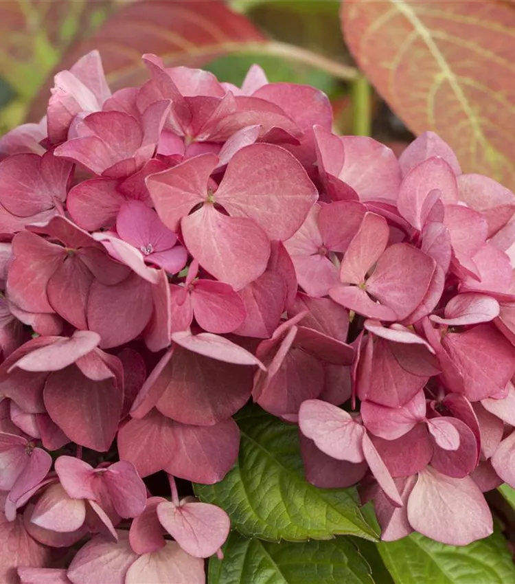Hortensia à grandes feuilles 'Dark Angel'