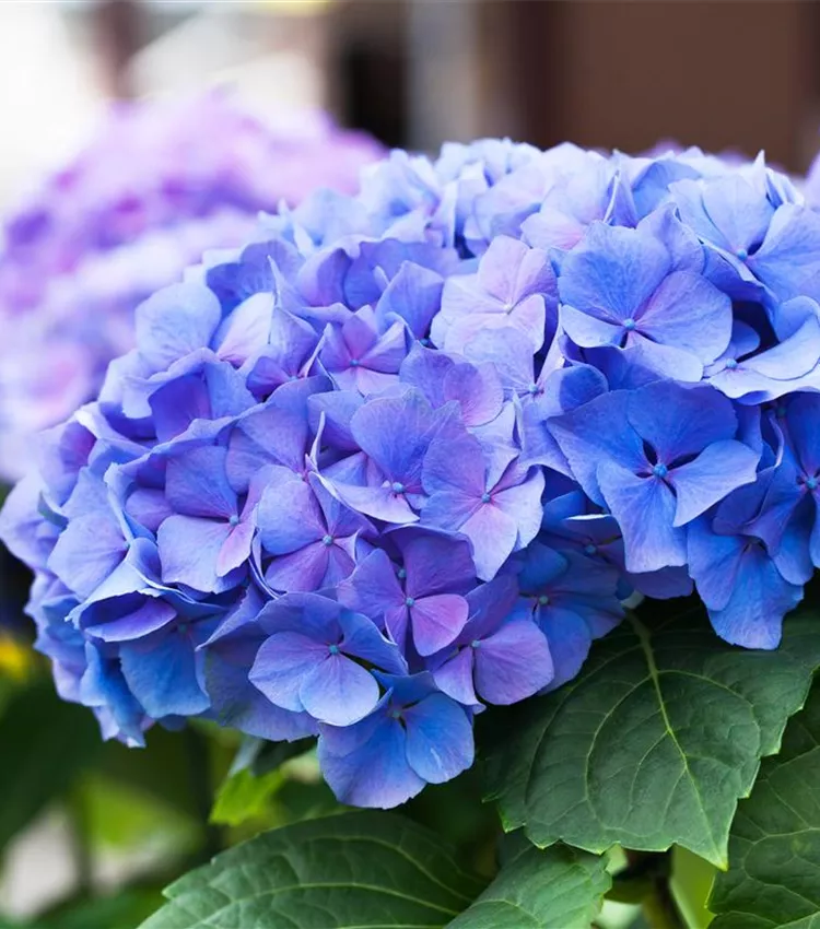 Gartenhortensie 'Early Blue'(s)