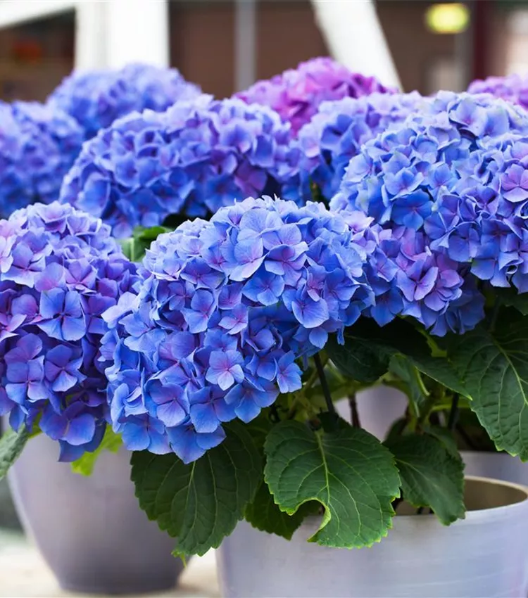 Gartenhortensie 'Early Blue'(s)