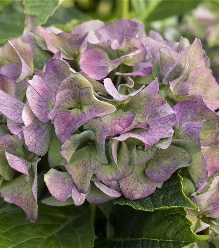 Gartenhortensie 'Early Blue'(s)