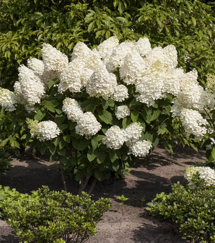 Rispenhortensie