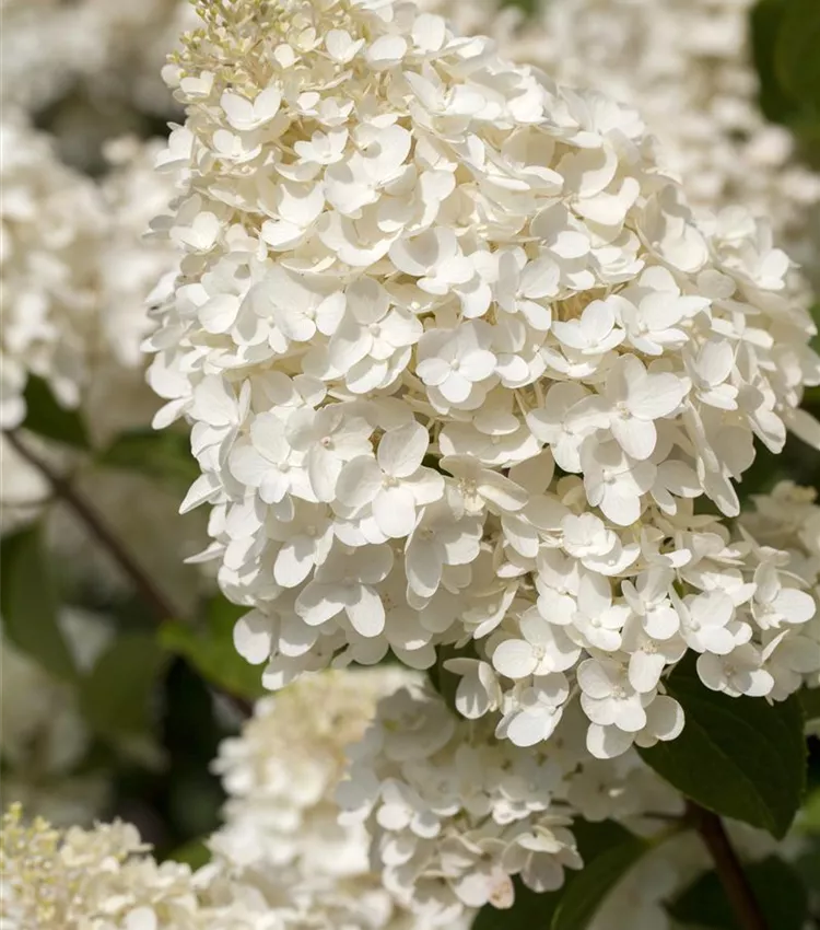 Rispenhortensie 'Silver Dollar'