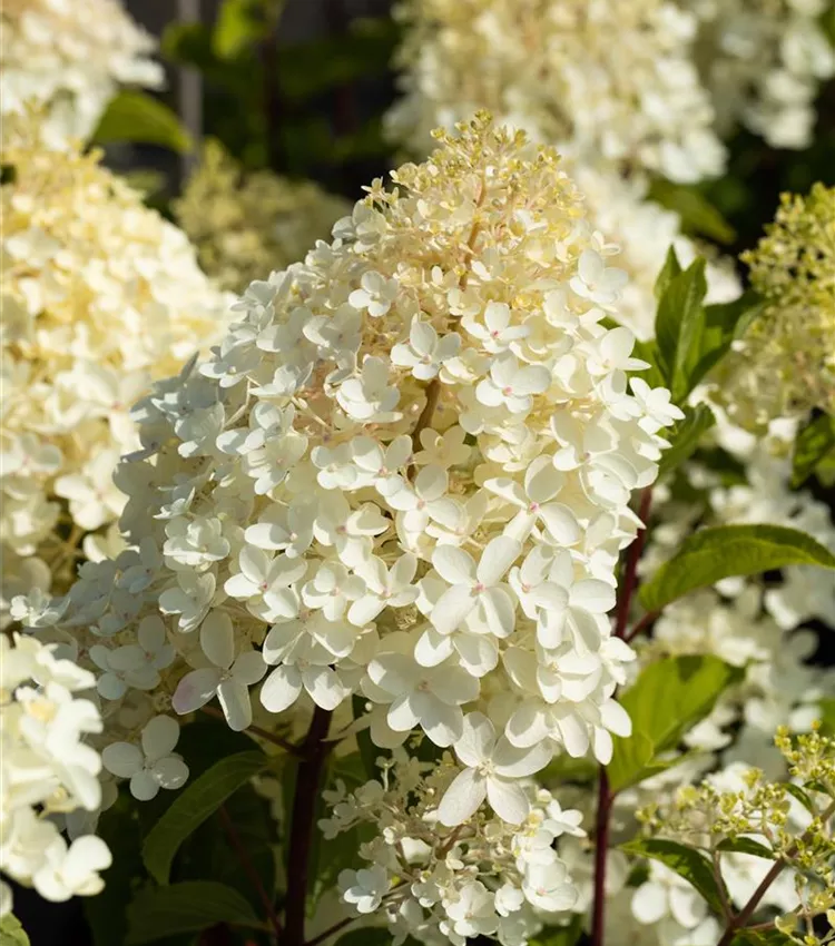 Rispenhortensie 'Silver Dollar'