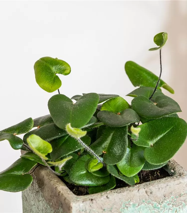 Hemionitis arifolia, Herzfarn | RICOTER Erdaufbereitung AG