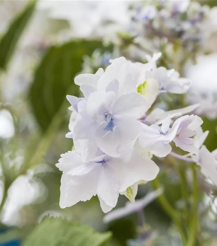 Bauernhortensie 'Fireworks White'®