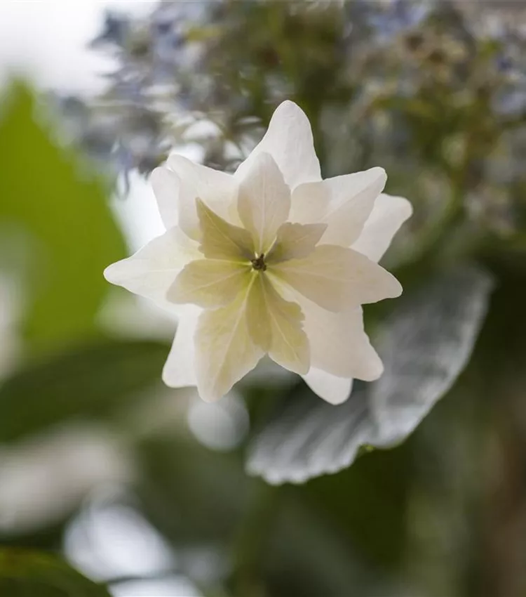Bauernhortensie 'Fireworks White'®