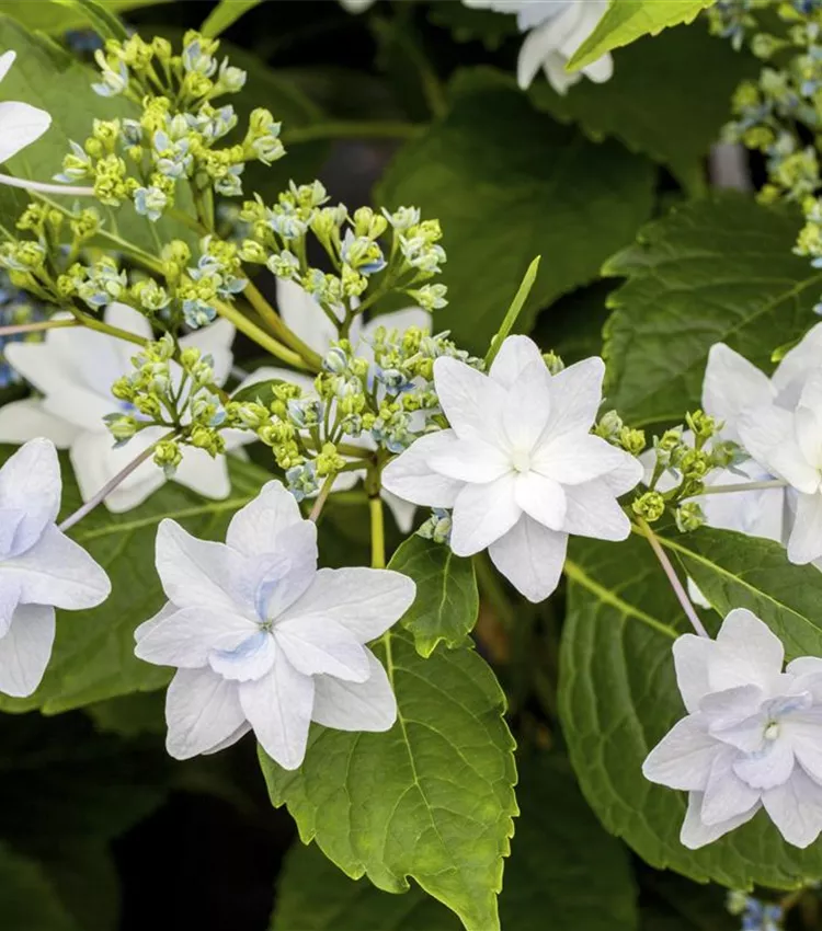 Bauernhortensie 'Fireworks White'®
