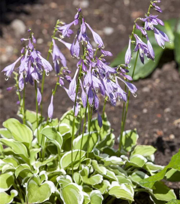Hosta