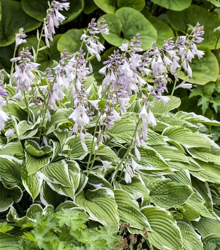 Hosta