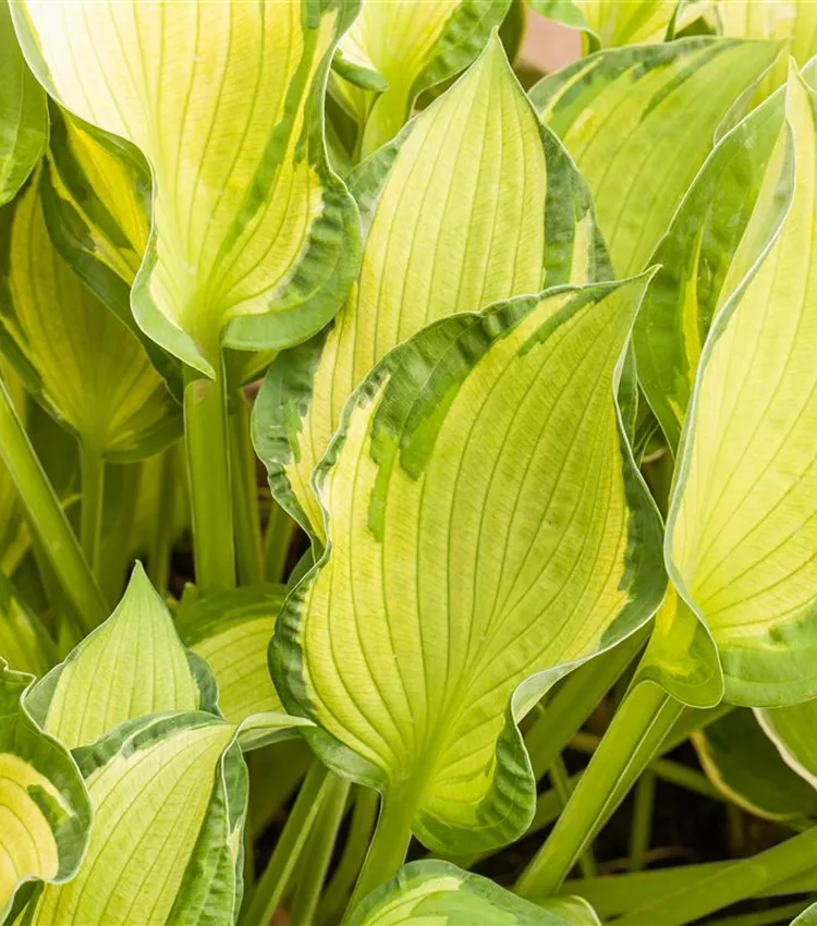 Hosta