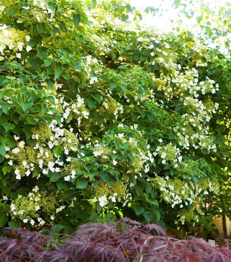 Kletterhortensie