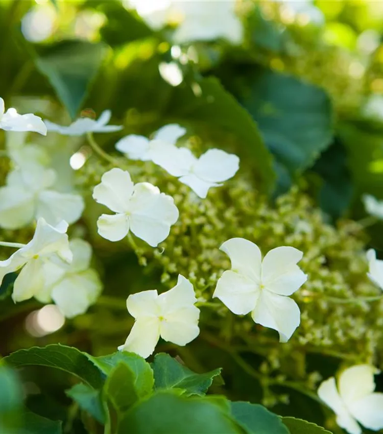 Kletterhortensie