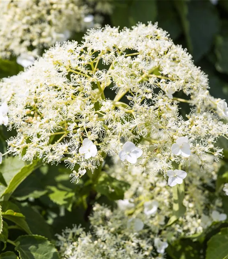 Kletterhortensie
