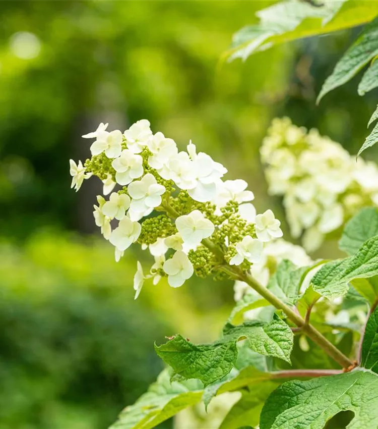 Eichblättrige Hortensie 'Ice Crystal'®