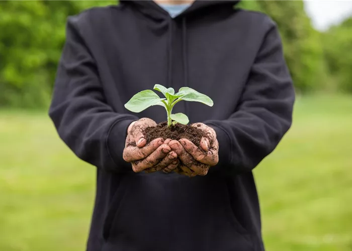 Plantation Plantation