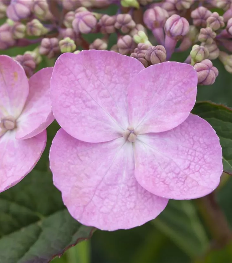 Kleinwüchsige Gartenhortensie 'Koreana'